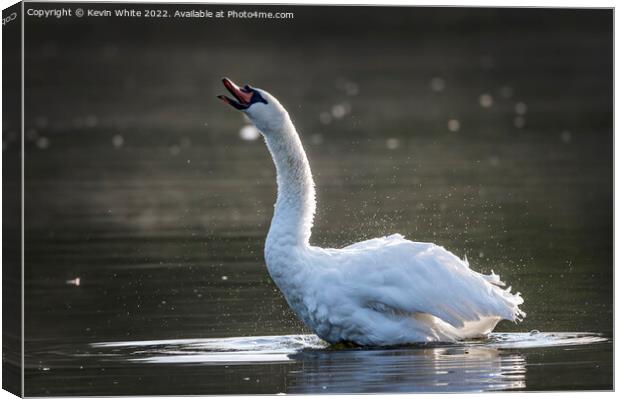 Trumpet sound of swan Canvas Print by Kevin White