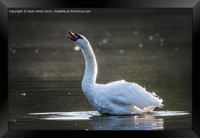 Trumpet sound of swan Framed Print by Kevin White