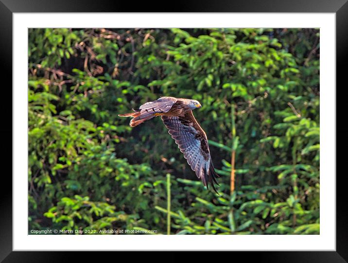 Majestic Red Kite in Flight Framed Mounted Print by Martin Day