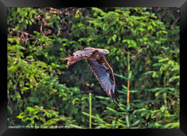 Majestic Red Kite in Flight Framed Print by Martin Day