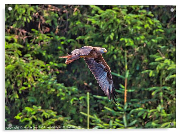 Majestic Red Kite in Flight Acrylic by Martin Day