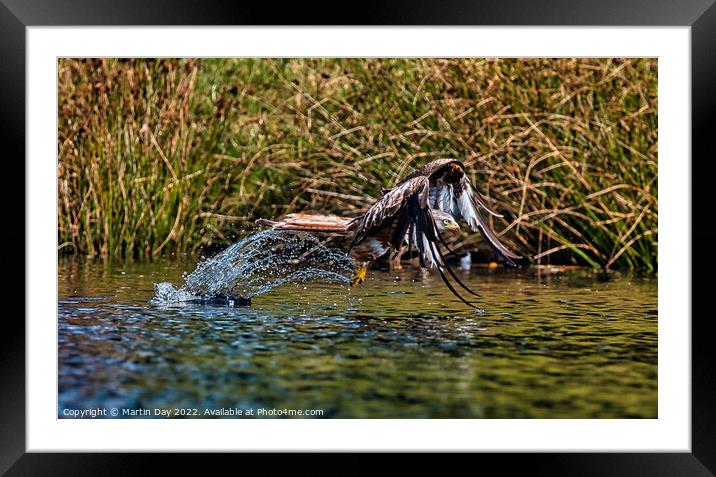 Majestic Red Kite Hunting over Water Framed Mounted Print by Martin Day