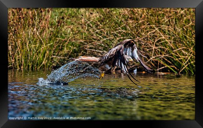Majestic Red Kite Hunting over Water Framed Print by Martin Day