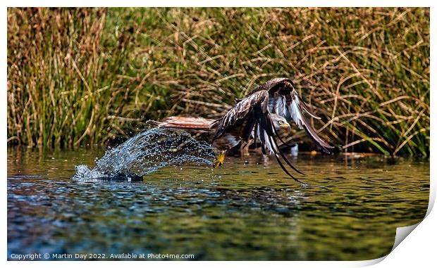 Majestic Red Kite Hunting over Water Print by Martin Day