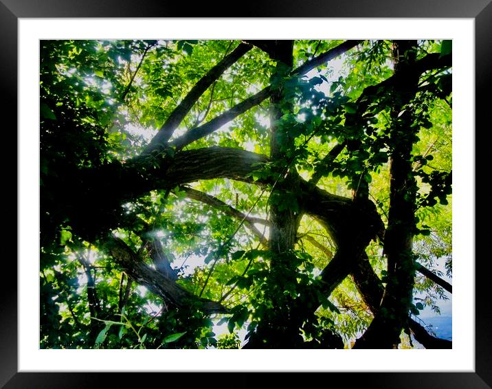 A tangle of branches Framed Mounted Print by Stephanie Moore