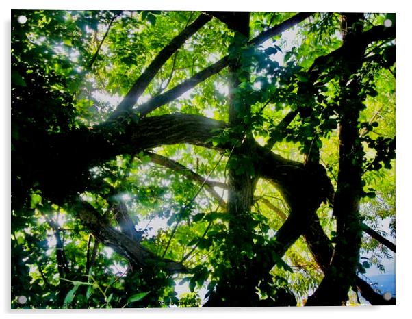 A tangle of branches Acrylic by Stephanie Moore