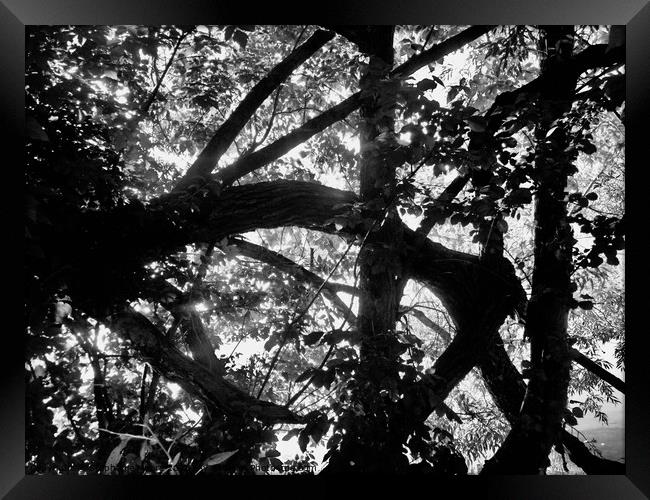 A Tangle of Trees Framed Print by Stephanie Moore