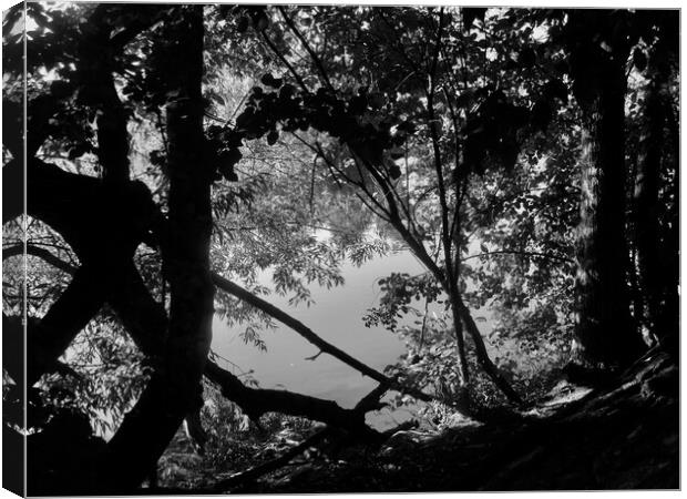 Shady river bank in b & w Canvas Print by Stephanie Moore