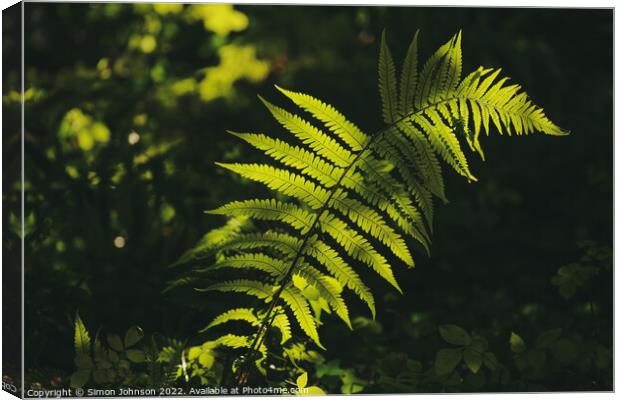 Sunlit fern Canvas Print by Simon Johnson
