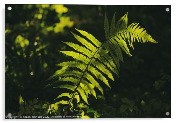 Sunlit fern Acrylic by Simon Johnson