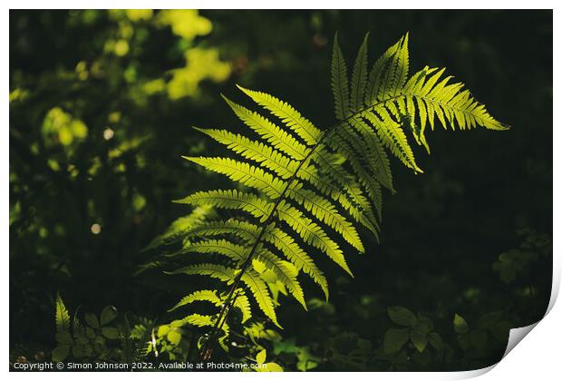 Sunlit fern Print by Simon Johnson