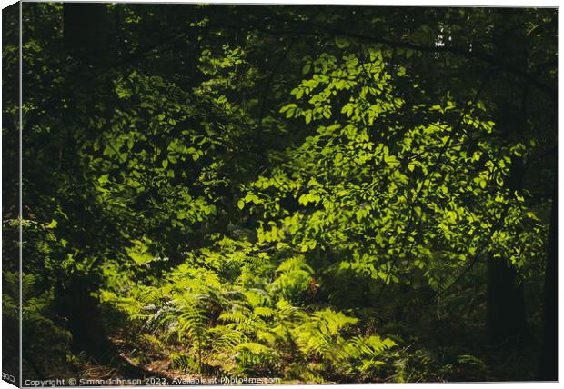 sunlit ferns and leaves Canvas Print by Simon Johnson