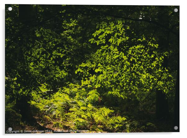 sunlit ferns and leaves Acrylic by Simon Johnson