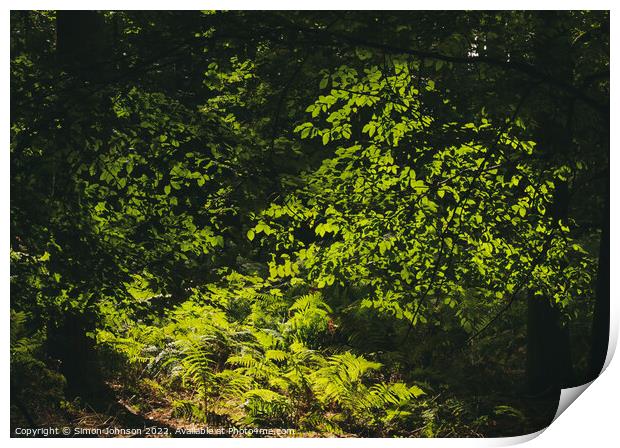 sunlit ferns and leaves Print by Simon Johnson