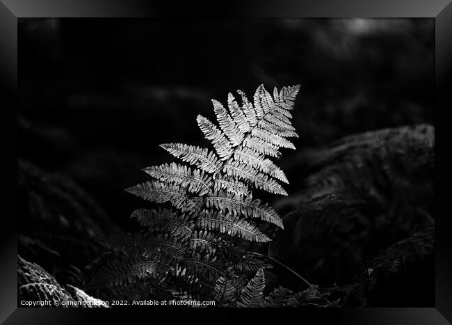 Sunlit fern Framed Print by Simon Johnson