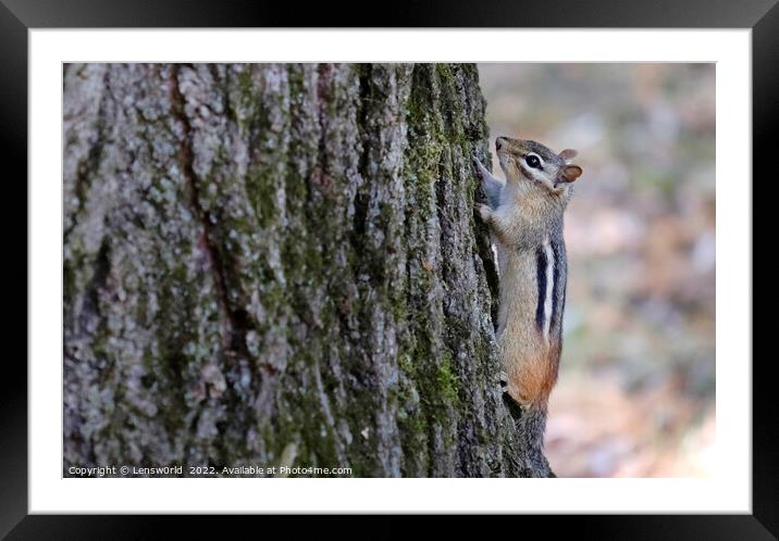Little chipmunk climbing a tree Framed Mounted Print by Lensw0rld 