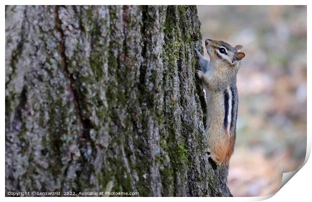 Little chipmunk climbing a tree Print by Lensw0rld 