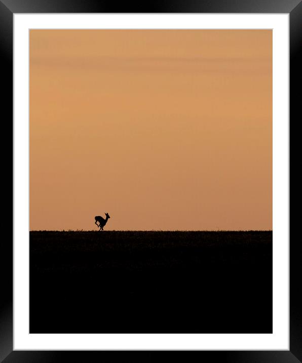 Deer on the run at sunrise in the Cotswolds Framed Mounted Print by Jonathan Thirkell