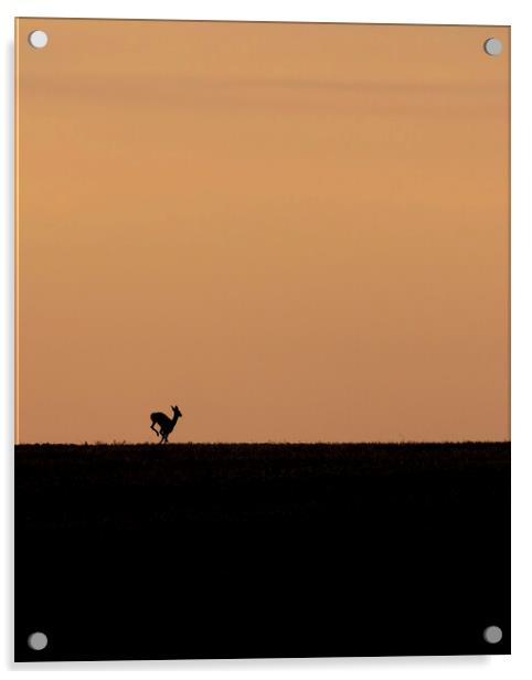 Deer on the run at sunrise in the Cotswolds Acrylic by Jonathan Thirkell