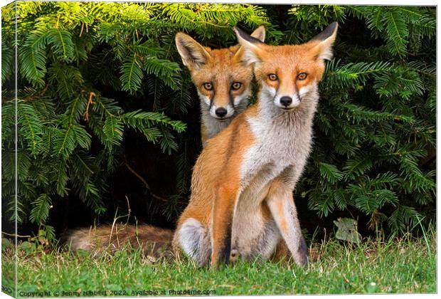 Two Fox Cubs sitting together Canvas Print by Jenny Hibbert