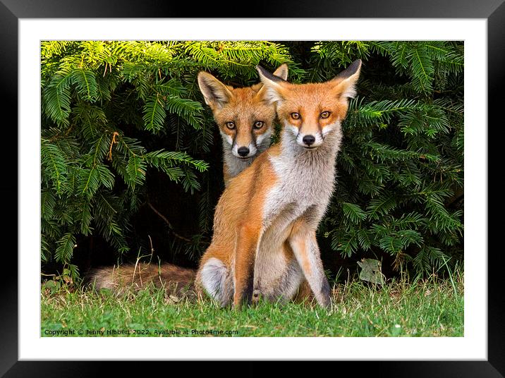 Two Fox Cubs sitting together Framed Mounted Print by Jenny Hibbert
