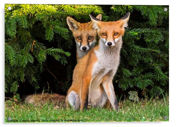 Two Fox Cubs sitting together Acrylic by Jenny Hibbert
