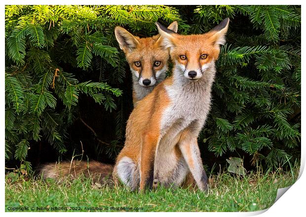 Two Fox Cubs sitting together Print by Jenny Hibbert
