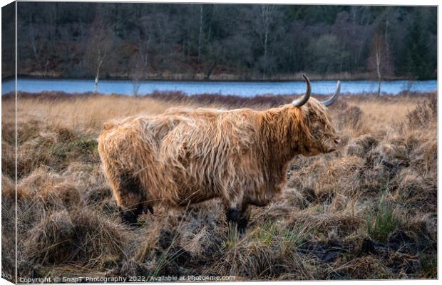 A highland cow with horns standing in a Scottish field in winter Canvas Print by SnapT Photography