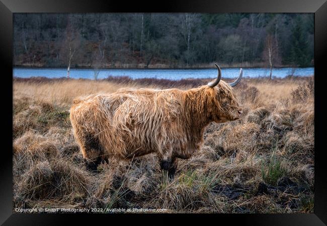 A highland cow with horns standing in a Scottish field in winter Framed Print by SnapT Photography