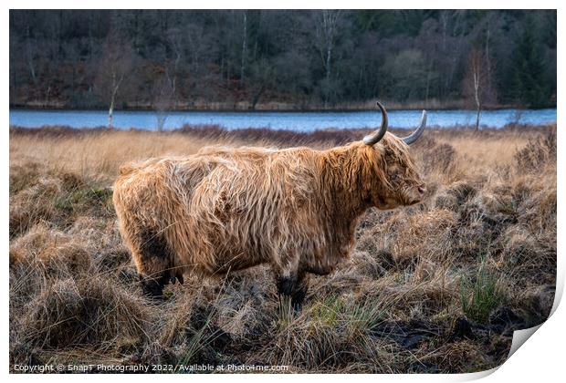 A highland cow with horns standing in a Scottish field in winter Print by SnapT Photography
