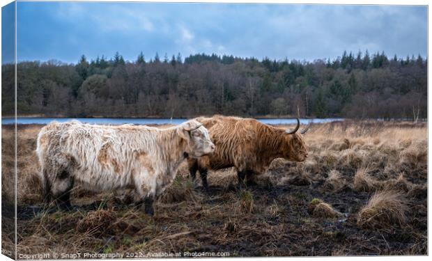 Two highland cows standing in a Scottish field in winter, beside a loch Canvas Print by SnapT Photography