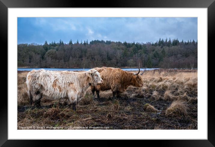 Two highland cows standing in a Scottish field in winter, beside a loch Framed Mounted Print by SnapT Photography