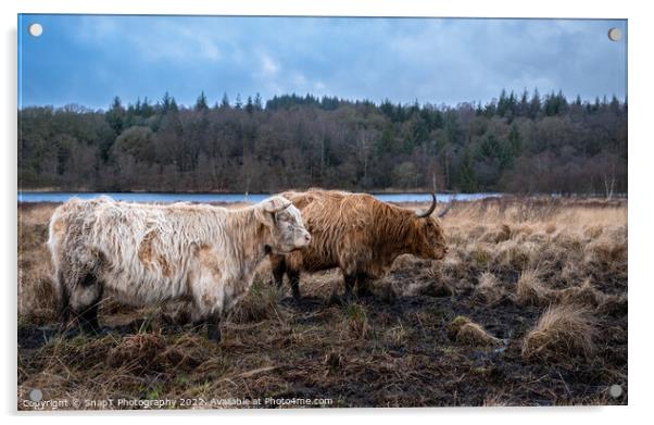 Two highland cows standing in a Scottish field in winter, beside a loch Acrylic by SnapT Photography