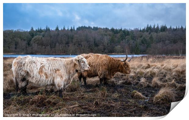 Two highland cows standing in a Scottish field in winter, beside a loch Print by SnapT Photography