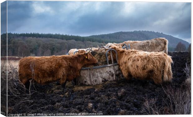 A highland cows feeding on grass from a feedlot in a Scottish field in winter Canvas Print by SnapT Photography