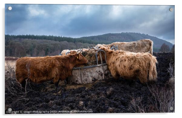 A highland cows feeding on grass from a feedlot in a Scottish field in winter Acrylic by SnapT Photography
