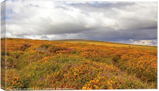 Dartmoor Gorse and Heather  Canvas Print by Ian Stone