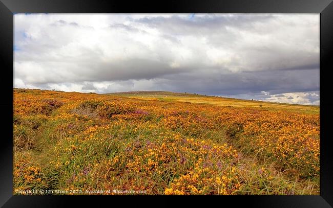 Dartmoor Gorse and Heather  Framed Print by Ian Stone