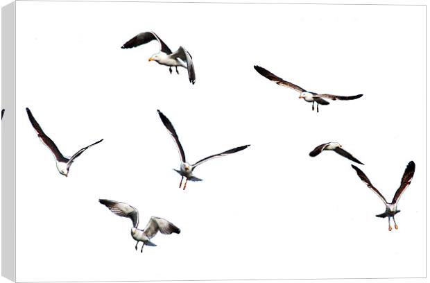 Free as a Bird Canvas Print by Tom Gomez