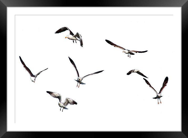 Free as a Bird Framed Mounted Print by Tom Gomez