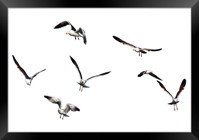 Free as a Bird Framed Print by Tom Gomez