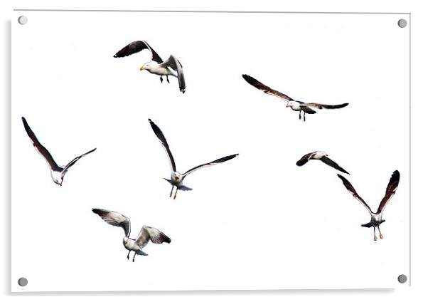 Free as a Bird Acrylic by Tom Gomez
