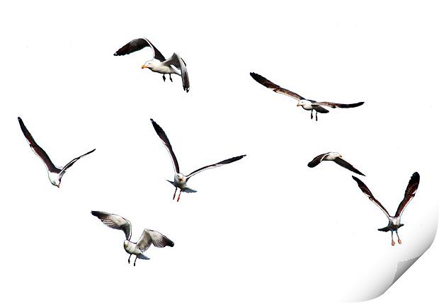 Free as a Bird Print by Tom Gomez