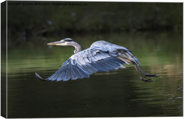 Grey heron taking off Canvas Print by Kevin White