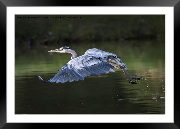 Grey heron taking off Framed Mounted Print by Kevin White