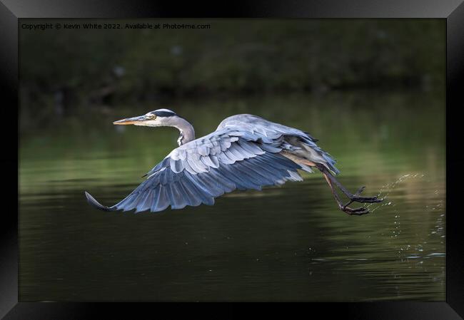 Grey heron taking off Framed Print by Kevin White