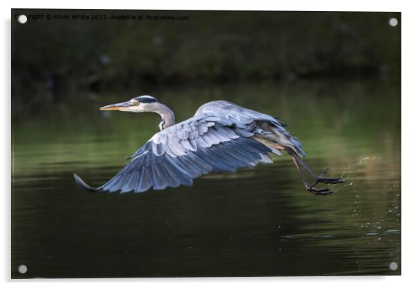 Grey heron taking off Acrylic by Kevin White