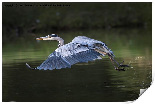 Grey heron taking off Print by Kevin White