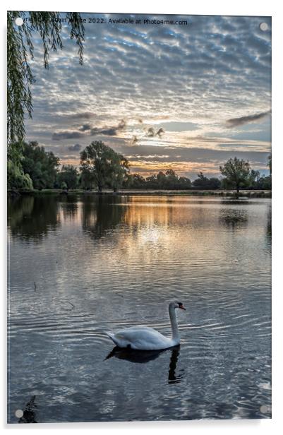 Swan swimming by with sunrise behind Acrylic by Kevin White
