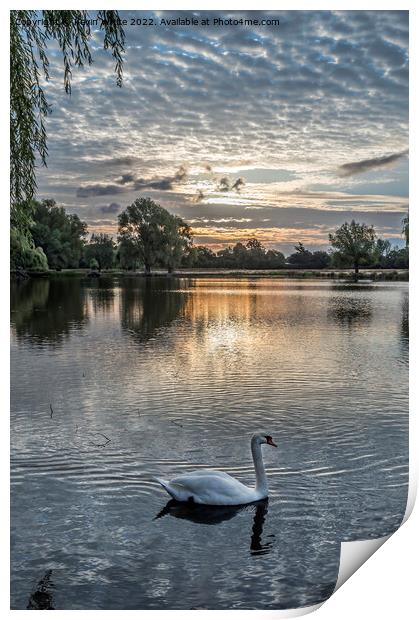 Swan swimming by with sunrise behind Print by Kevin White